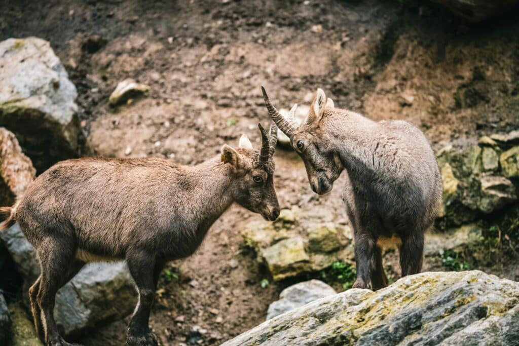 chatimont.ch Trois règles simples pour bien s’entendre avec ses voisins en Suisse